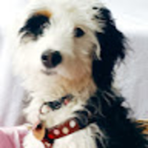 Meet your Posher, Fuzzy - Picture 1 of 1